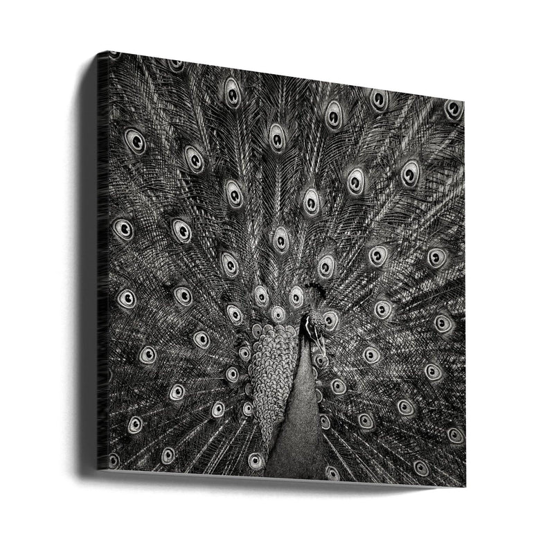 Peacock #6 Square Canvas Art  Christian Meermann 