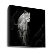 Lioness Square Canvas Art  Christian Meermann 