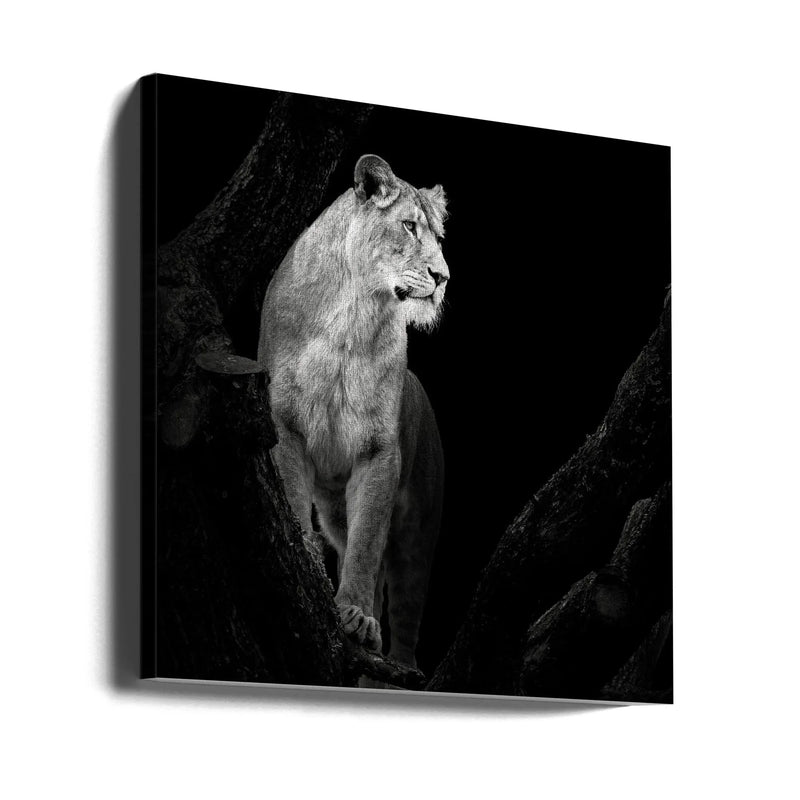 Lioness Square Canvas Art  Christian Meermann 