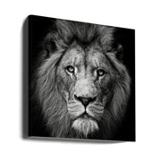 Stare Me Down #3 Square Canvas Art  Christian Meermann 