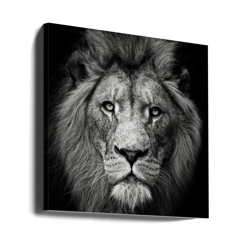 Stare Me Down #3 Square Canvas Art  Christian Meermann 