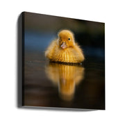 Sun by Robert Adamec Square Canvas Print Art for Modern Home Decor. Decorate your office or living room with canvas artwork