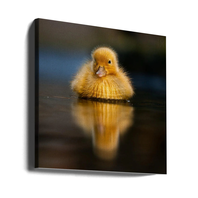 Sun by Robert Adamec Square Canvas Print Art for Modern Home Decor. Decorate your office or living room with canvas artwork