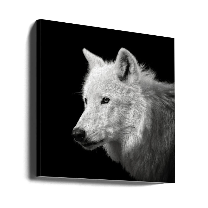 White Wolf #2 by Christian Meermann Square Canvas Print Art for Modern Home Decor. Decorate your office or living room with canvas artwork