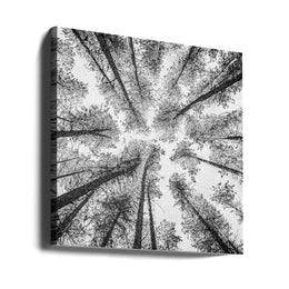 Tree Etching 002 by Rob Darby Square Canvas Print Art for Modern Home Decor. Decorate your office or living room with canvas artwork