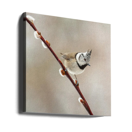 Sweet! by Annie Keizer Square Canvas Print Art for Modern Home Decor. Decorate your office or living room with canvas artwork