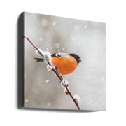 Bullfinch in a snowstorm. by Annie Keizer Square Canvas Print Art for Modern Home Decor. Decorate your office or living room with canvas artwork