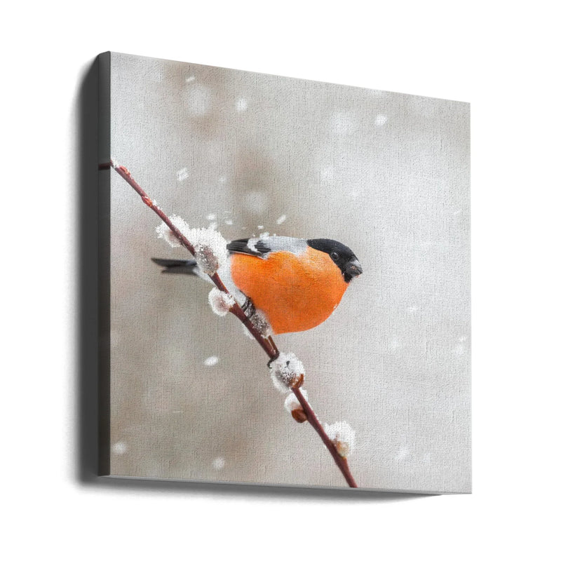 Bullfinch in a snowstorm. by Annie Keizer Square Canvas Print Art for Modern Home Decor. Decorate your office or living room with canvas artwork