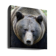 The Bear's look by Drago Vogrinec Square Canvas Print Art for Modern Home Decor. Decorate your office or living room with canvas artwork