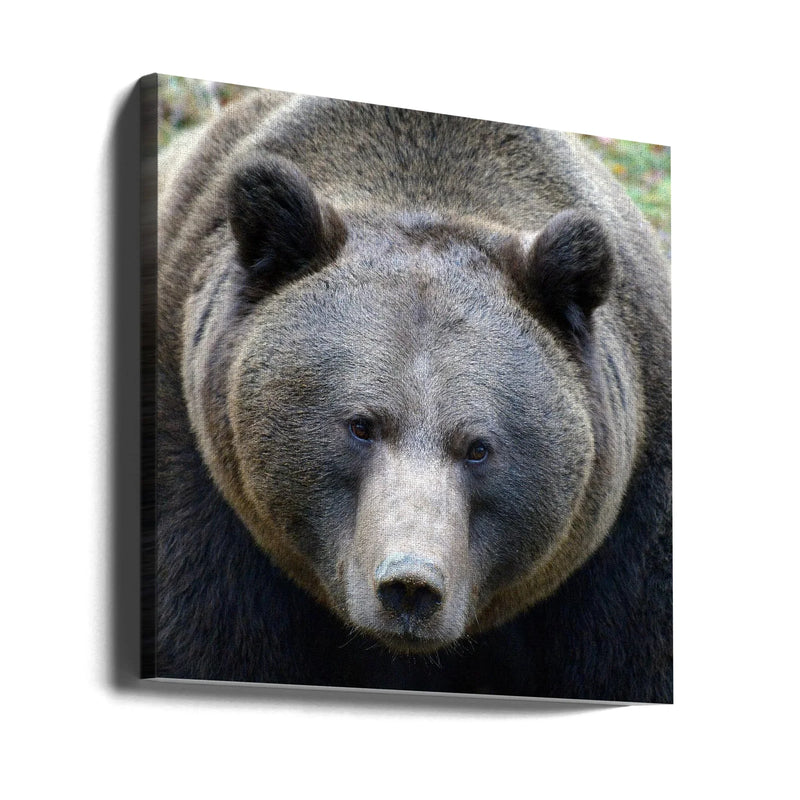 The Bear's look by Drago Vogrinec Square Canvas Print Art for Modern Home Decor. Decorate your office or living room with canvas artwork