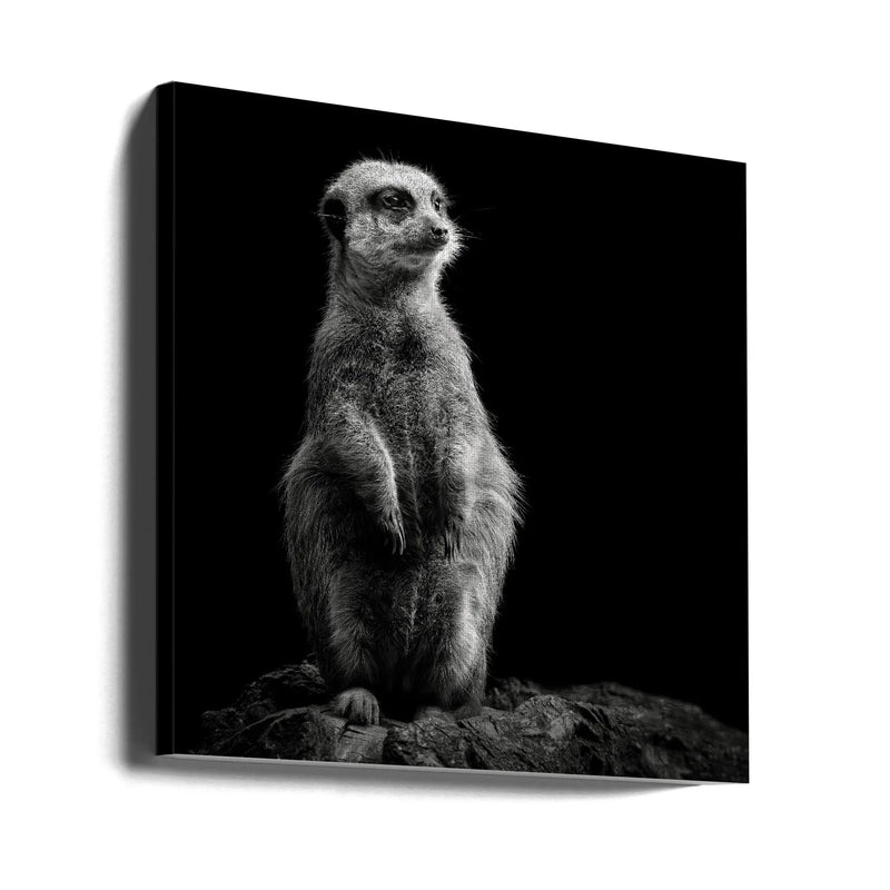 Meerkat by Christian Meermann Square Canvas Print Art for Modern Home Decor. Decorate your office or living room with canvas artwork