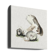 Vintage Agaricus Augustus Mushroom Square Canvas Art  Biodiversity Heritage Library 