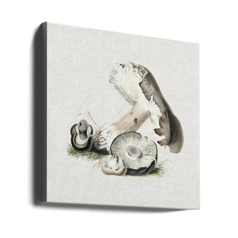 Vintage Agaricus Augustus Mushroom Square Canvas Art  Biodiversity Heritage Library 