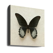 Black Mormon Butterfly Square by Alyson Fennell Square Canvas Print Art for Modern Home Decor. Decorate your office or living room with canvas artwork