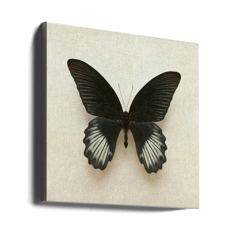 Black Mormon Butterfly Square by Alyson Fennell Square Canvas Print Art for Modern Home Decor. Decorate your office or living room with canvas artwork