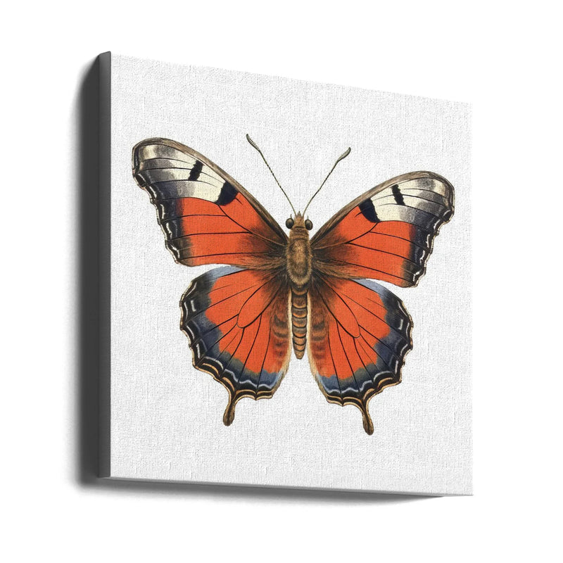 Butterfly 49 by Bilge Paksoylu Square Canvas Print Art for Modern Home Decor. Decorate your office or living room with canvas artwork