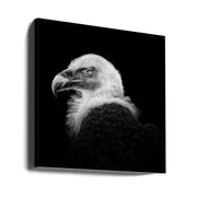 Eurasian Griffon #7 by Christian Meermann Square Canvas Print Art for Modern Home Decor. Decorate your office or living room with canvas artwork
