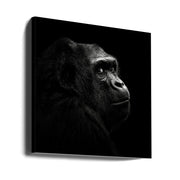 Gorilla by Christian Meermann Square Canvas Print Art for Modern Home Decor. Decorate your office or living room with canvas artwork