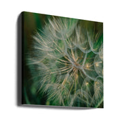 Summer Dandelion Square Canvas Art  Bethany Young 