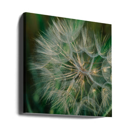 Summer Dandelion Square Canvas Art  Bethany Young 