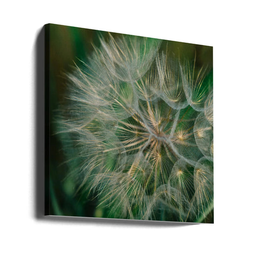Summer Dandelion Square Canvas Art  Bethany Young 