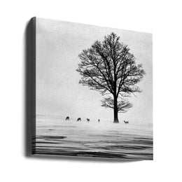 Roes Square Canvas Art  Silvija Danelsone 