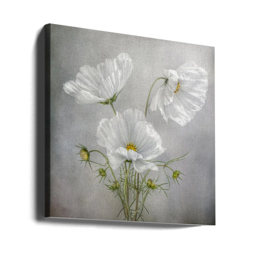 Cosmos Charm Square Canvas Art  Mandy Disher 