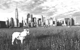 New york city English bulldog Wall art poster print frame artwork