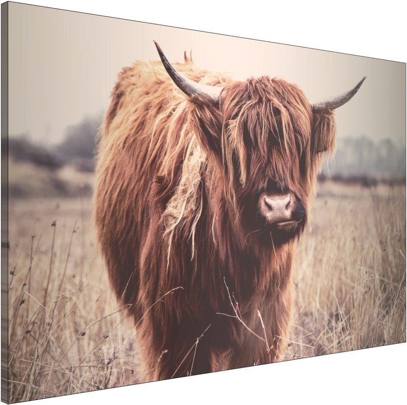 Highlander Cow Wall Art Decor