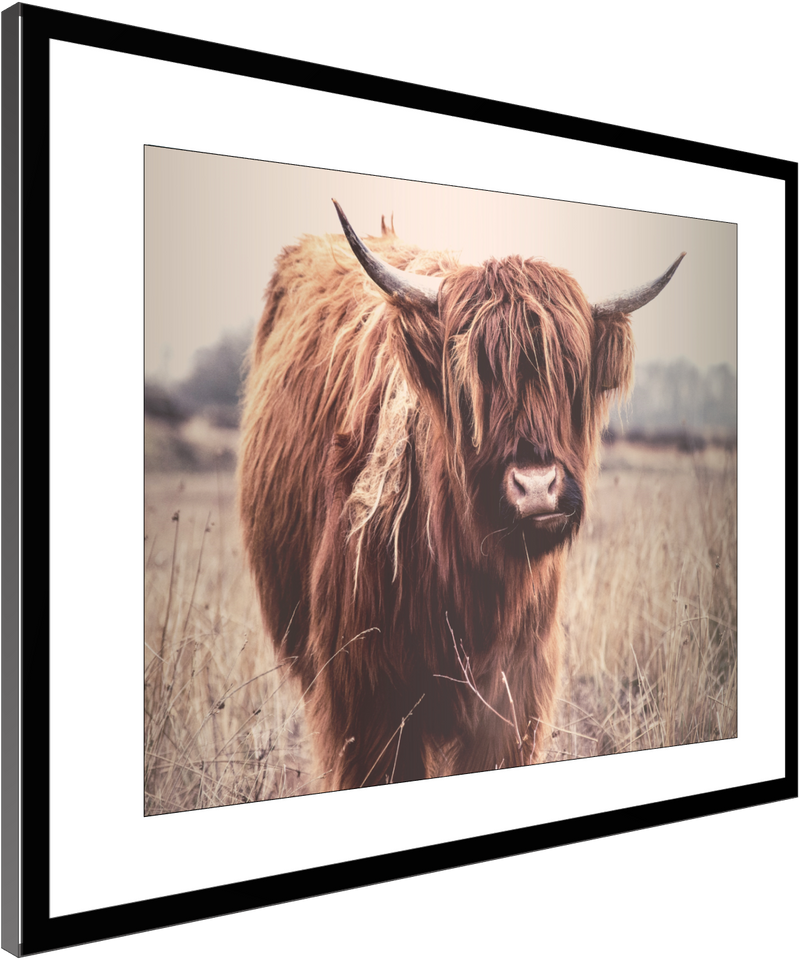 Highlander Cow Wall Art Decor