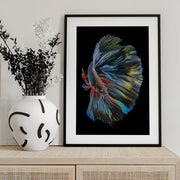 The  Betta Fish Framed Art Andi Halil | Home or Office Art