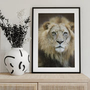Portrait of a Young Male Lion Framed Art Linda D Lester | Home or Office Art