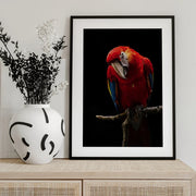 Portrait of Scarlet Macaw Framed Art Andi Halil | Home or Office Art