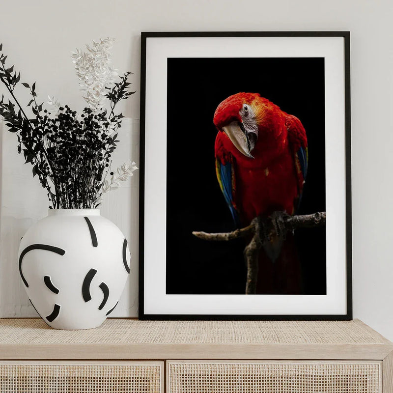 Portrait of Scarlet Macaw Framed Art Andi Halil | Home or Office Art