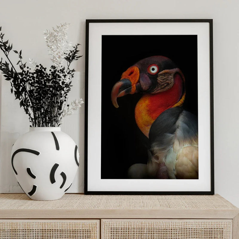 King vultureFramed ArtSarcoramphus papa Framed Art Ferdinando Valverde | Home or Office Art