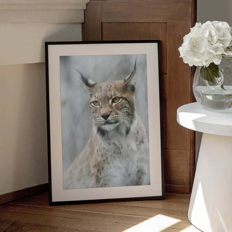 Lynx portrait in the fog Framed Art Santiago Pascual Buye | Home or Office Art