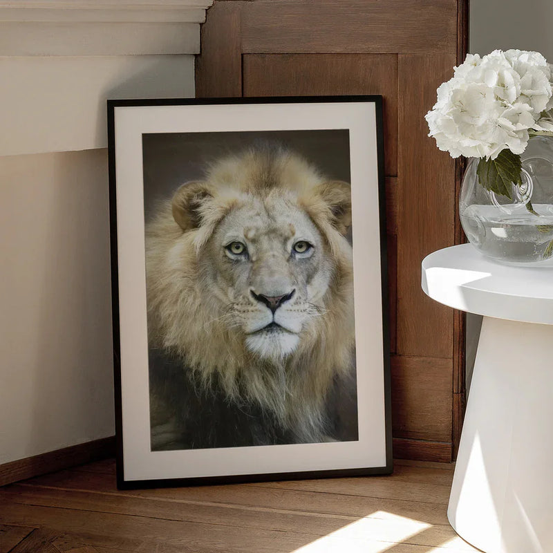 Portrait of a Young Male Lion Framed Art Linda D Lester | Home or Office Art