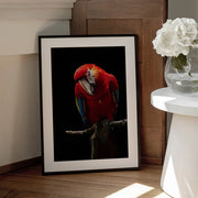 Portrait of Scarlet Macaw Framed Art Andi Halil | Home or Office Art