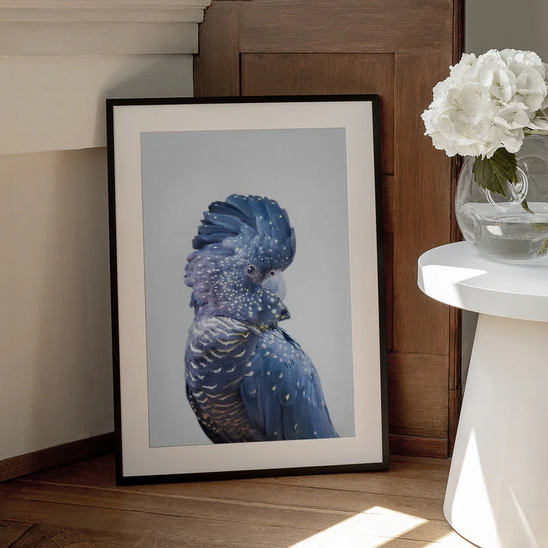 Black Cockatoo Framed Art Kathrin Pienaar | Home or Office Art