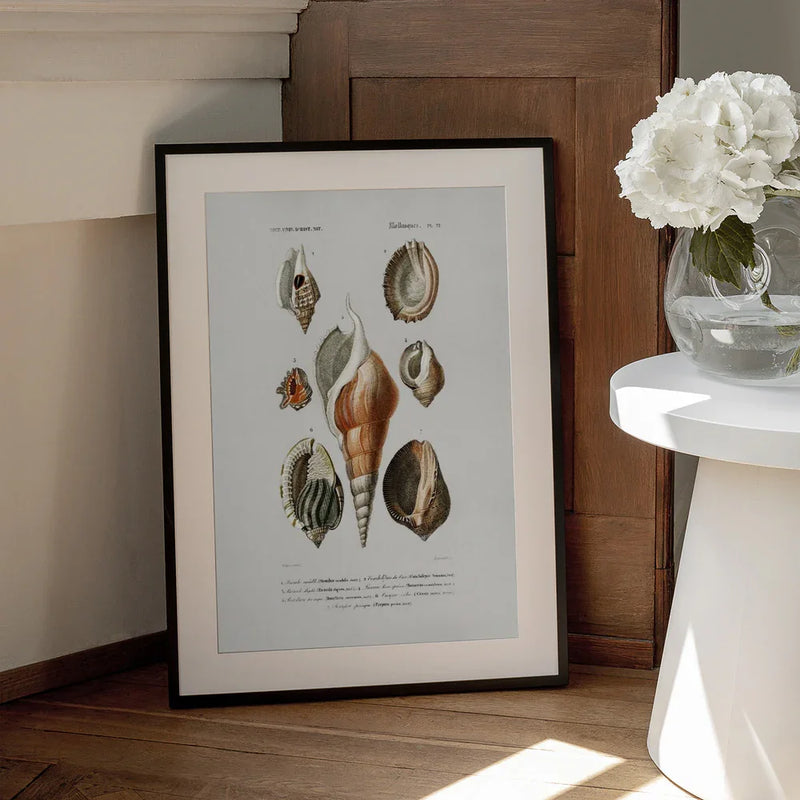 Different Types of Mollusks - Charles Dessalines D Orbigny Framed Art | Home or Office Art