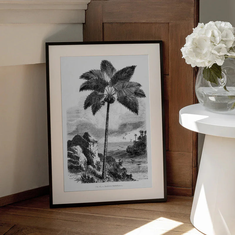 Vintage Palm Tree Drawing I - Les Palmiers Histoire Iconographique Framed Art | Home or Office Art