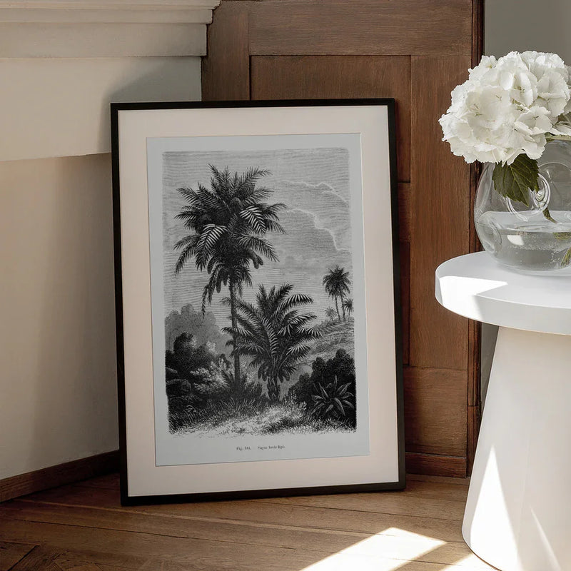 Vintage Palm Tree Drawing V - Les Palmiers Histoire Iconographique Framed Art | Home or Office Art