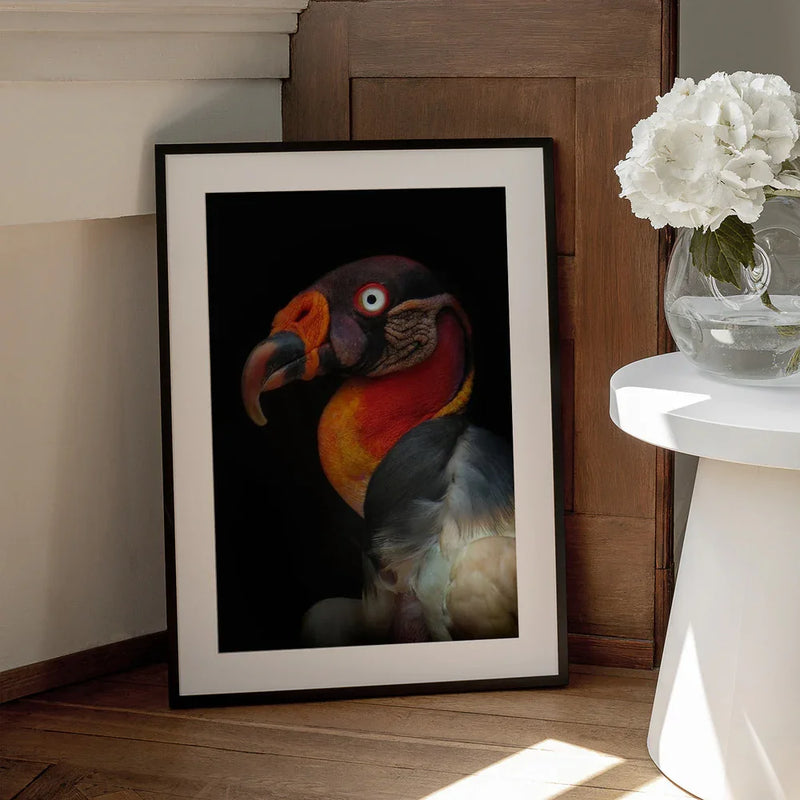 King vultureFramed ArtSarcoramphus papa Framed Art Ferdinando Valverde | Home or Office Art