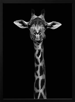 Giraffe Portrait Framed Art WildPhotoArt | Home or Office Art