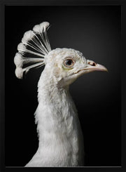 M A J E S T I C Framed Art fegari | Home or Office Art