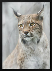 Lynx portrait in the fog Framed Art Santiago Pascual Buye | Home or Office Art