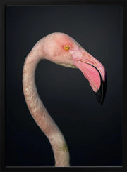 F L A M B O Y A N C E Framed Art fegari | Home or Office Art