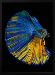 Yellow &amp; Blue Framed Art Andi Halil | Home or Office Art