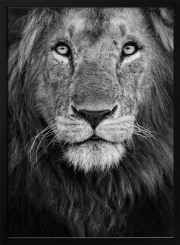 Royal portrait Framed Art Xavier Ortega | Home or Office Art