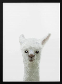 Llama Framed Art Pictufy Studio II | Home or Office Art